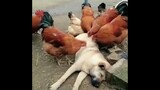 [Animals]Hilarious moments of animals|<Dancin>