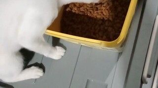 hungry Cat