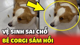 Khuôn mặt SÁM HỐI của bé Corgi khi lỡ đi vệ sinh TRONG NHÀ 😂 | Yêu Lu