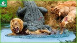 5 Craziest Fights When Crocodiles Fight vs Ki.l.l Lions On Camera