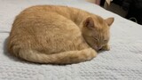 [Kucing] Proses Kucing Jatuh Tidur, Membuatku Terlelap