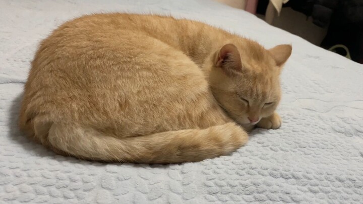 [สัตว์โลกน่ารัก] กว่าแมวจะนอนต้องทำอะไรบ้าง