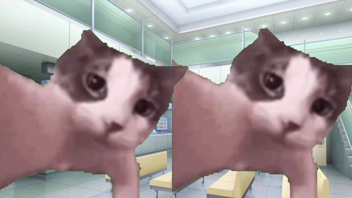 [Cat meme] เรื่องราวของการเปิดใหม่ล้มเหลวเพราะขาดการศึกษาเกินไป