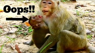 Good Job Duchess!!,Adorable Baby Monkey Dakota Cry Scaring Duchess Leave, Duchess Never Through Baby