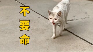 你见过流浪猫，为了一口吃的，可以不要命吗？