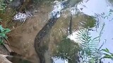 anaconda muncul di parit