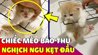 Chiếc mèo 'BÁO THỦ' chui đầu vào tấm lưới chắn rồi 'MẮC KẸT' khiến Sen phải giải cứu 😅 Gâu Đần