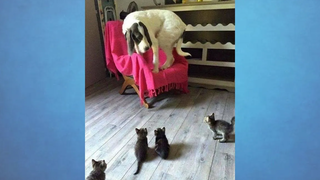 NINJA CATS 😼vs DOGS 🐶 - ใครชนะ