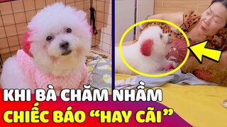 Khi sen nuôi nhầm 'CHIẾC POODLE' suốt ngày chỉ thích 'CÃI NHAU' với Bà 😅 Gâu Đần