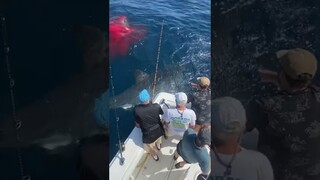 Great white shark encounter