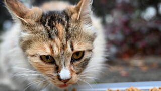 对流浪猫说英语，它们一脸懵逼，看猫粮的份上，就假装听懂了