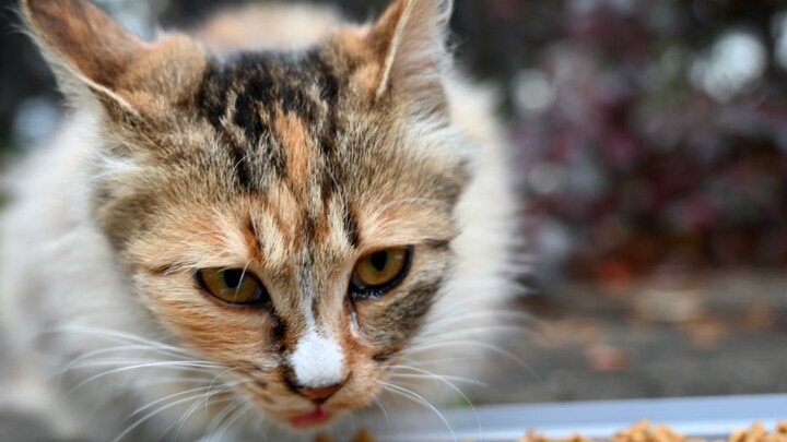 [สัตว์] พูดอังกฤษกับแมวจรจัด พวกมันงง เห็นแก่อาหารแมวเลยทำเป็นฟังออก