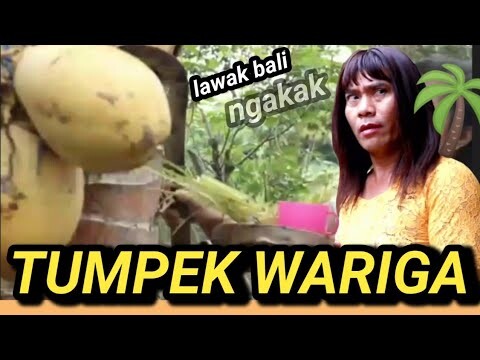 Lawak bali ngakak edisi Tumpek Wariga