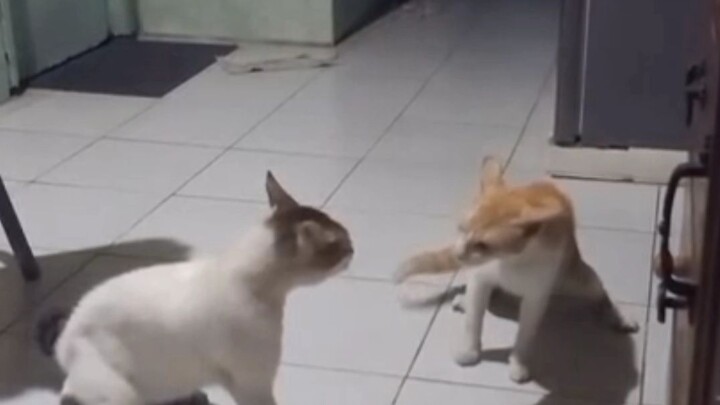 catkarot vs Jiren the cat