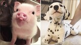 AWW CUTE BABY ANIMALS Videos Compilation cutest moment of the animals 2020 - Soo Cute! #46