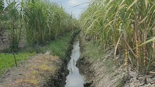 Sulit dipercaya kebun tebu ini banyak dihuni belut belut besar segede gaban