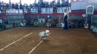 Abuhin vs White bulik