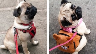 8+ Minutes of Cute & Funny Pug Puppies that Will Make Your Day Full of Happiness 😍💕 | Cute Puppies