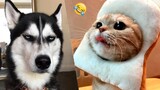 Funny Animals | Funny Cats Dogs |  Part 21 | Foolish Pet