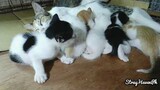 Fatty kitten and mad mama😆