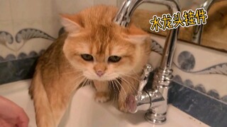 对于尿自己一身的猫只能洗洗了！