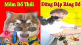 Thú Cưng TV | Ngáo Husky Troll Bố Dương KC #36 | chó thông minh vui nhộn | funny cute smart dog Pets