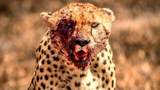 Cheetah Playing With Baby Gazelle Before Eating It.