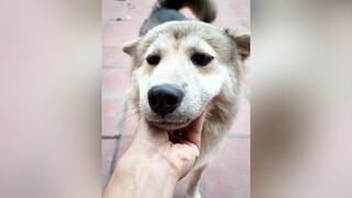 Công chúa của ba đấy. Ahihi. cunyeucuadua yeucho yeuchomeo cún cúncon chó chómèo chócon chókhôn yeuchomeo chócute pet dog dogsoftiktok