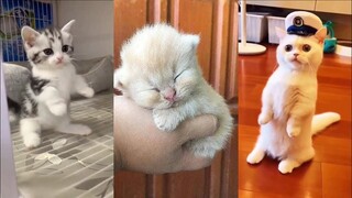 Baby Animals - Cute Animals Funny Videos Compilations - Cute VN