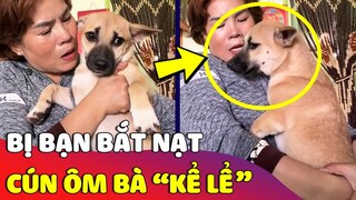 Chú chó bị mấy anh trong nhà 'BẮT NẠT' liền chạy tới 'ÔM BÀ' để được bà thương 😅 | Gâu Đần