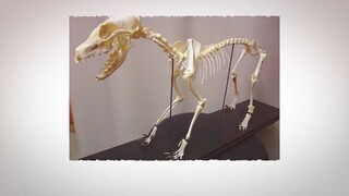 20 Fascinating Animal Skeletons That You Will Not Believe Are Real!