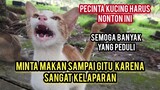 Ya Allah Kucing Ini Kelaparan Minta Makan Seperti Berhari-Hari Tidak Makan | Berbagi Sedikit Rezeki.