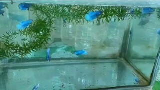 fighting fish (betta)