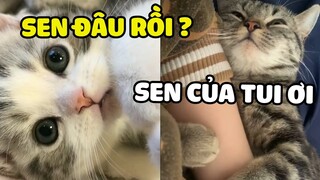 Tưởng bị BỎ RƠI, THƯỢNG ăn vạ ôm dính SEN luôn| Meow 🐱