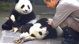 Kau Tak Tahu Kecepatan Tangan Perawat Panda