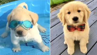 Funniest & Cutest Golden Retriever Puppies 37 - Funny Puppy Videos 2019