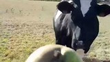 Cows love pears. 牛喜歡梨