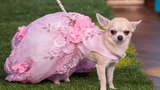 Chihuahua Is A Savage - วิดีโอชิวาวาที่สนุกที่สุด 2 โรงละครสัตว์เลี้ยง