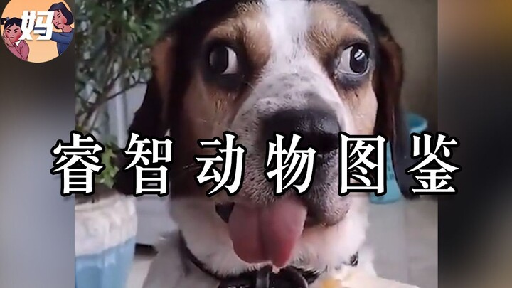 【野生人类图鉴】九敏，怎么会有这么睿智的动物