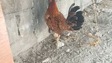 maangas na🐓🐓