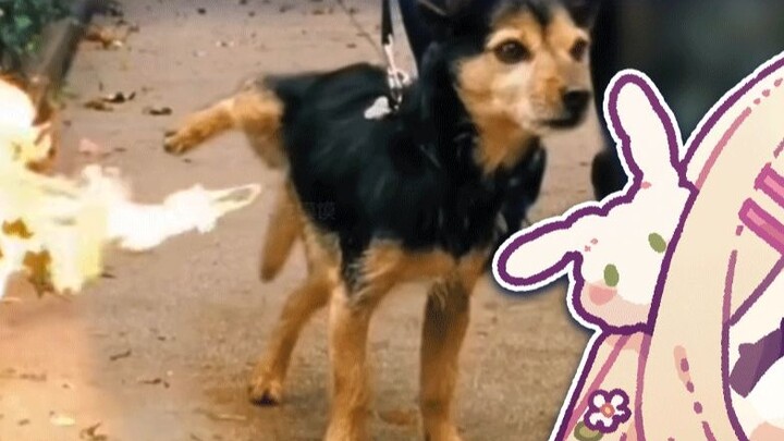 Jam Tangan Kelinci Jepang "Penghargaan Perilaku Bingung Hewan" Apakah Anda memiliki banyak anak❓【Has