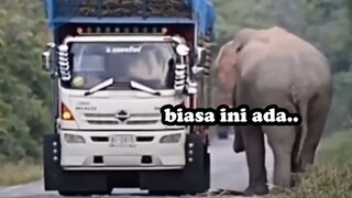 TRUK DIPALAK GAJAH