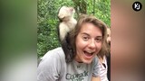 Funny Animals Trolling Human - Funny Video 2021 2020