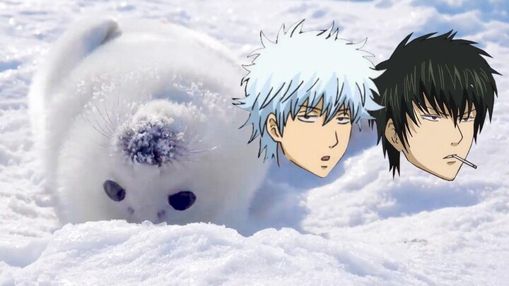 Gintama versi hewan, Gintama mendengkur dan terlihat lucu!