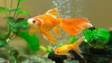 10 jenis ikan hias air tawar aquarium untuk mempercantik ruangan