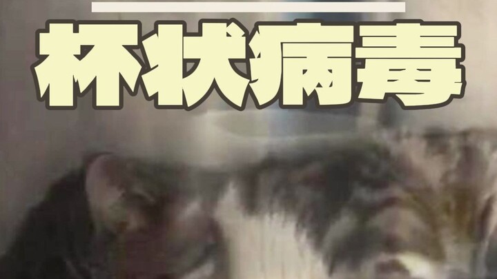 肝脏严重损伤的猫咪