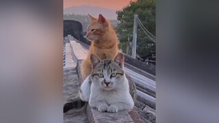 ad Baby à nụ cười em tươi như nắng 🥰 meow petlife viral tiktokviral meocute mèo