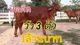ว๊าวๆ ปิดดีล วัว 3 ตัว1, 000,000 บาท สวยแค่ไหนไปดูกันจ้า|3 cows, 1 million baht