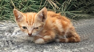 The Amazing Transformation From A Tiny, Sickly Kitten To Handsome Boy -  Save A Cat