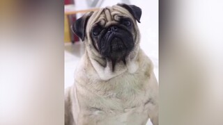 Nhìn thử có vui hông 😏😏😏pug thucung pet chó_cưng